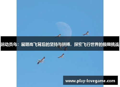 运动员鸟：展翅高飞背后的坚持与拼搏，探索飞行世界的极限挑战